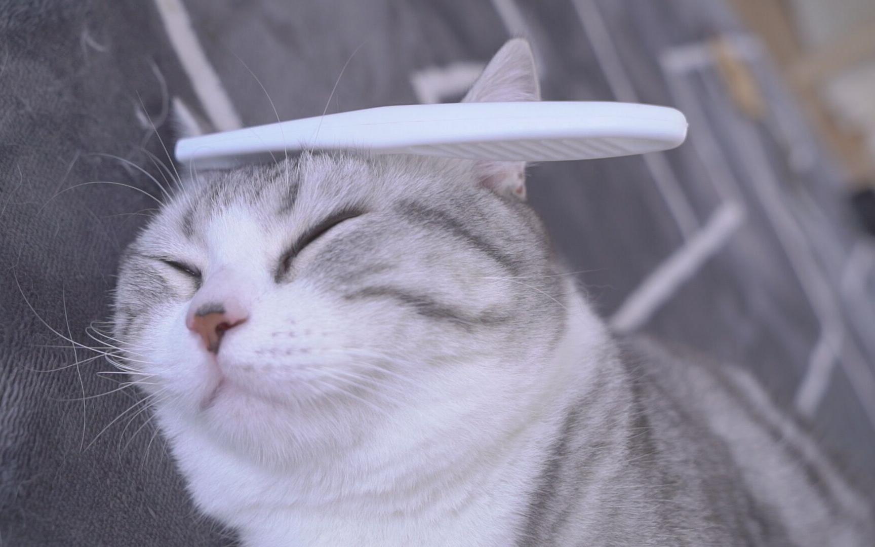 猫掉毛秃了一块白皮用什么药治,猫体外驱虫部位掉毛掉皮怎么办