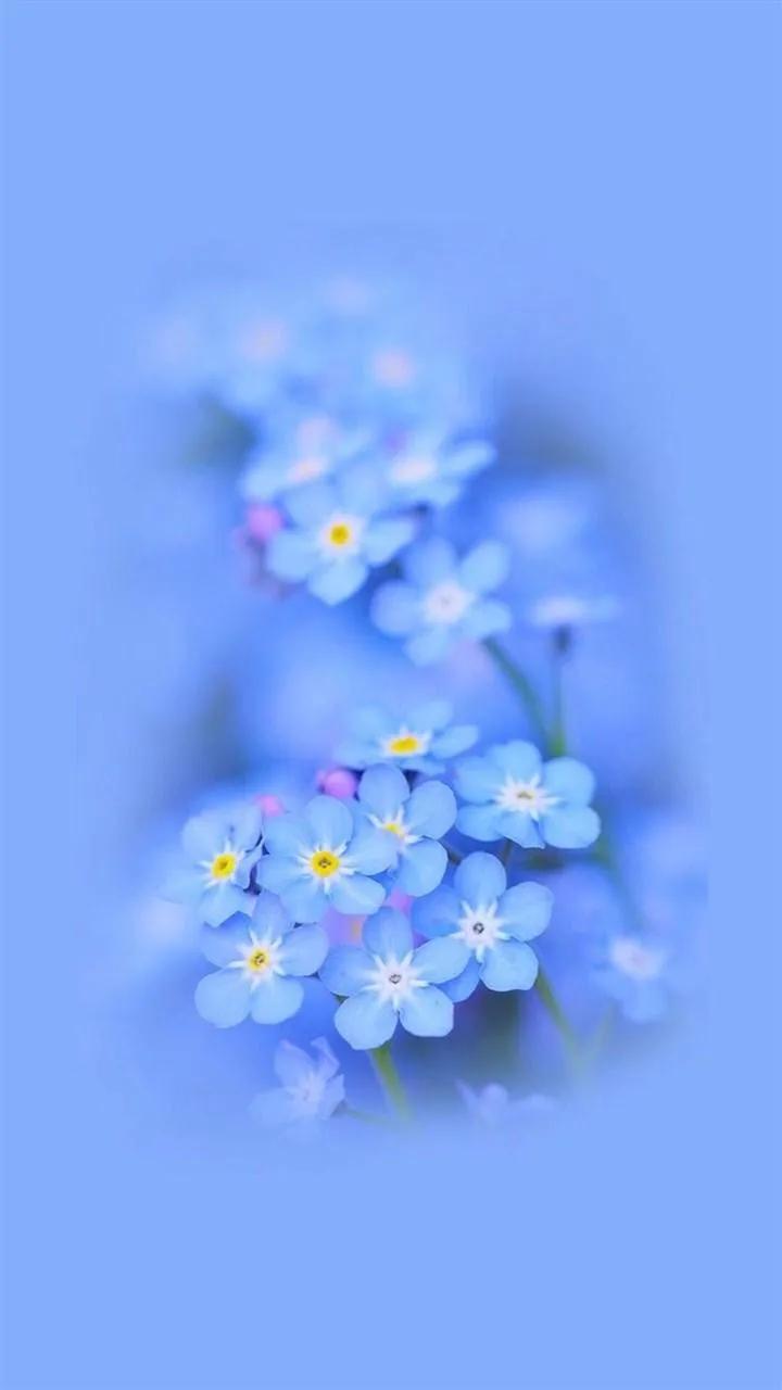 唯美手机壁纸高级感,唯美手机壁纸高清全面屏