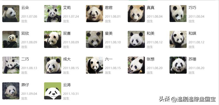 盘点2023年回归的大熊猫,国宝大熊猫资料整理全部