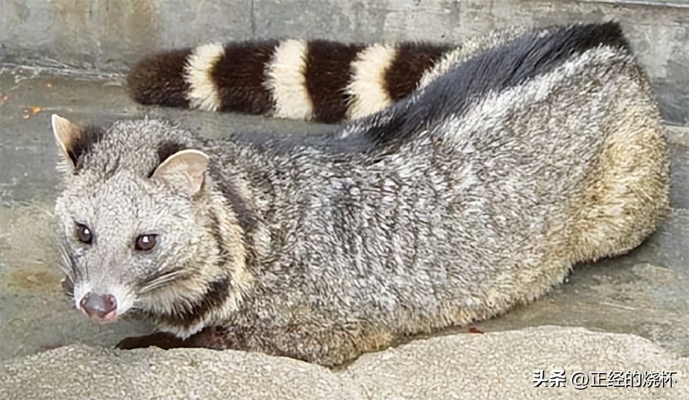 灵猫属于什么猫,长尾灵猫是猫科动物吗