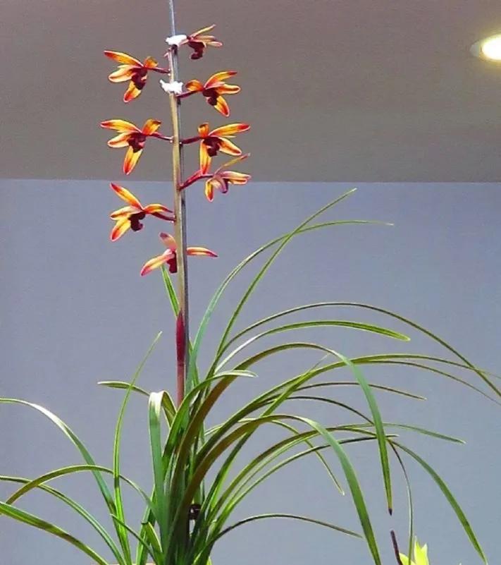 兰花野生资源与科技草的本质区别,谈谈兰花暴涨的那些事