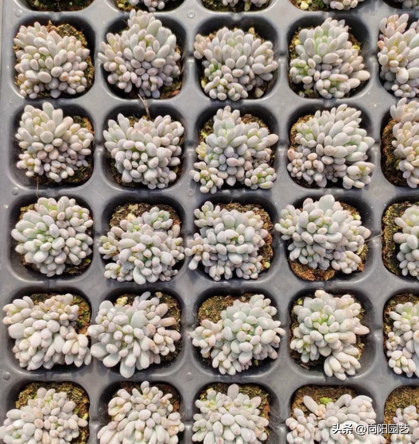 买多肉叶片划算吗,买多肉裸根好还是带土球好