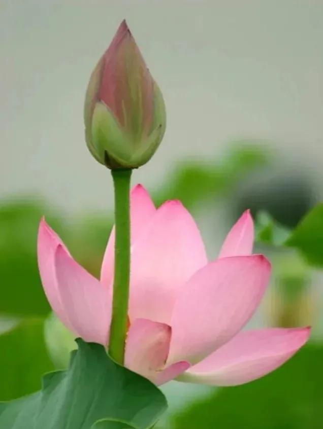 无穷莲叶，精彩纷呈