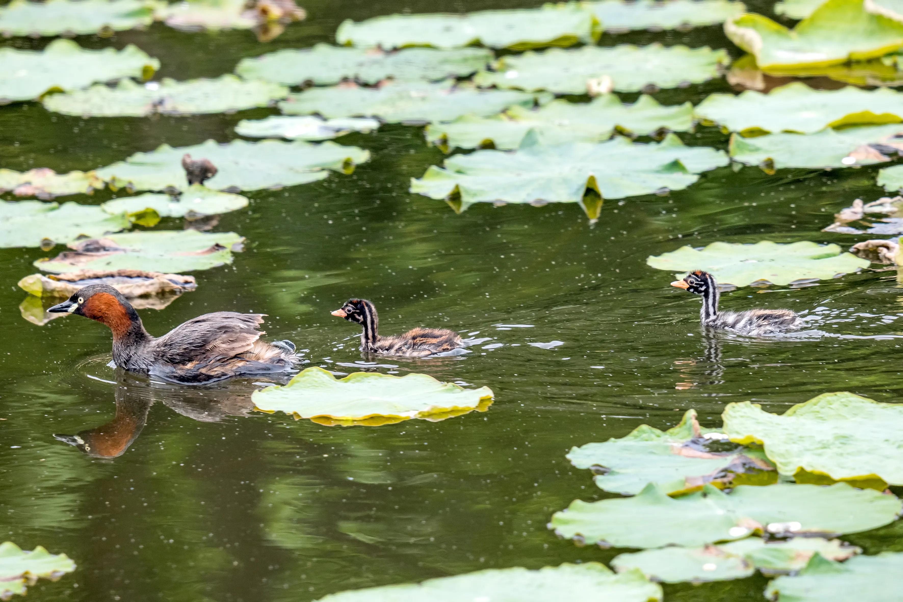 上海国际汽车城安亭,上海市嘉定区安亭国际汽车城