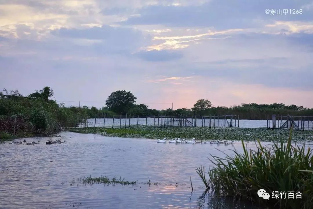 阳澄湖大闸蟹蒸多久,阳澄湖大闸蟹