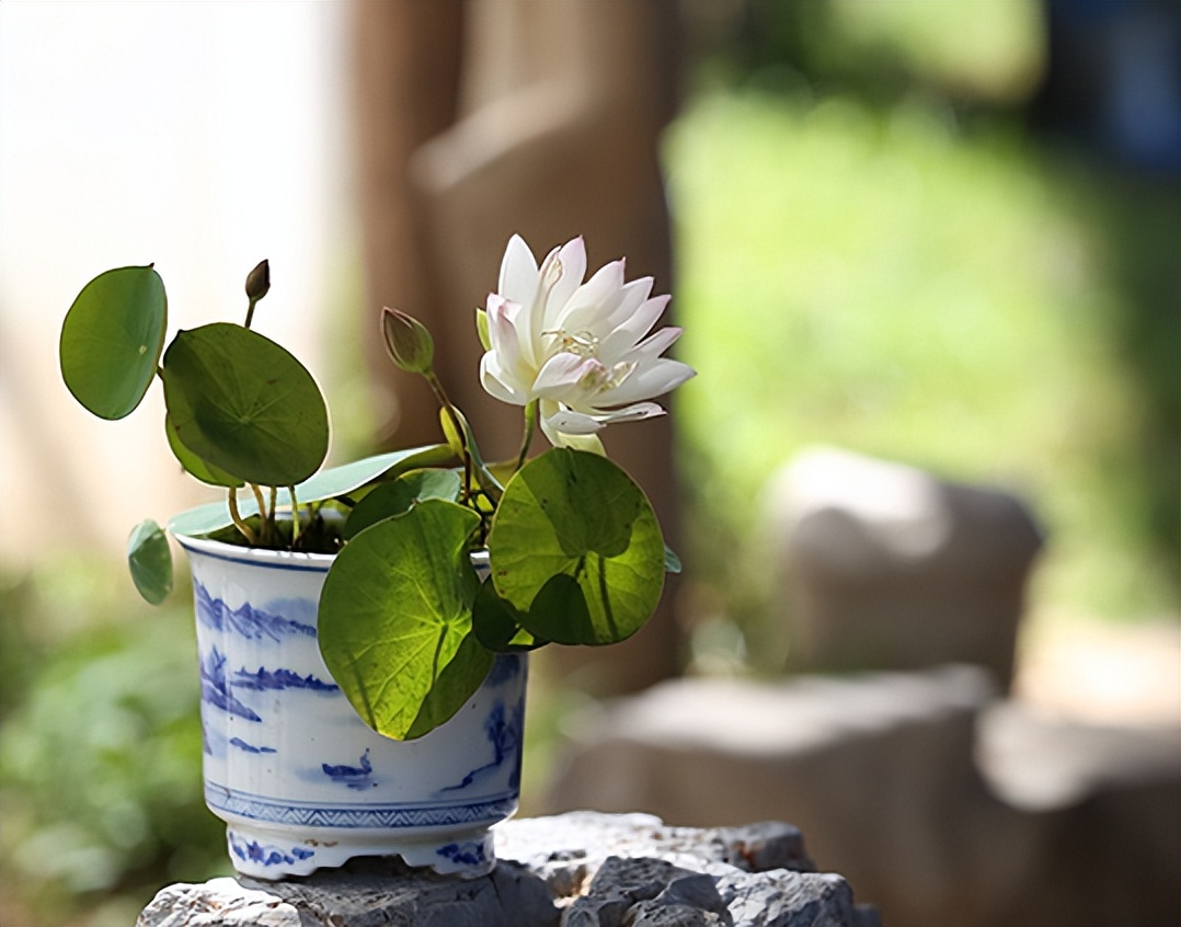 新手碗莲种不好教你一个小技巧,碗莲种藕多久开花