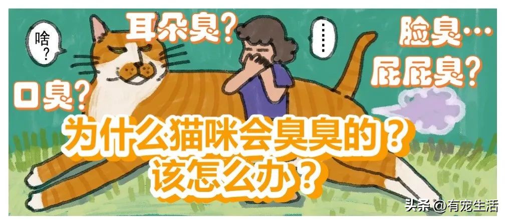 调皮猫咪怎么治,宠物猫调皮怎么办