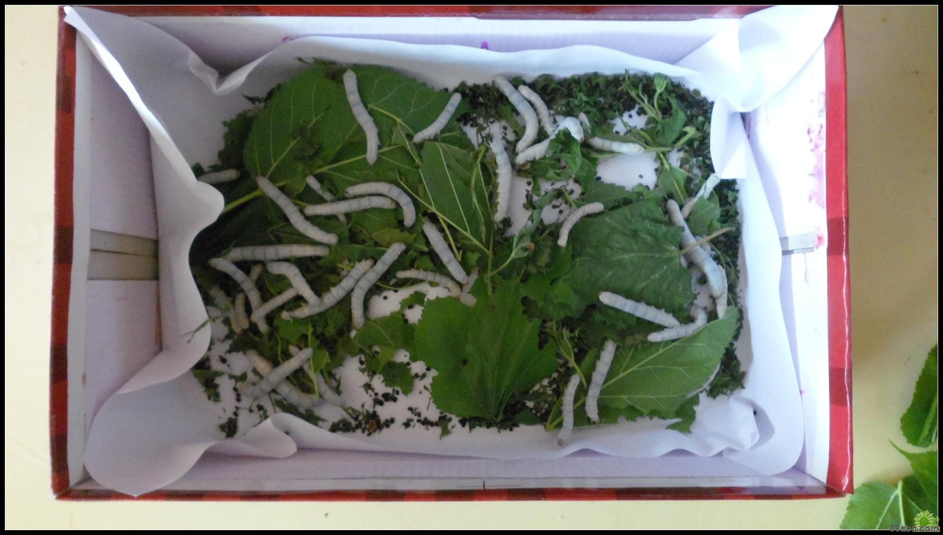 人生的第一个副业！你小时候养过吗？