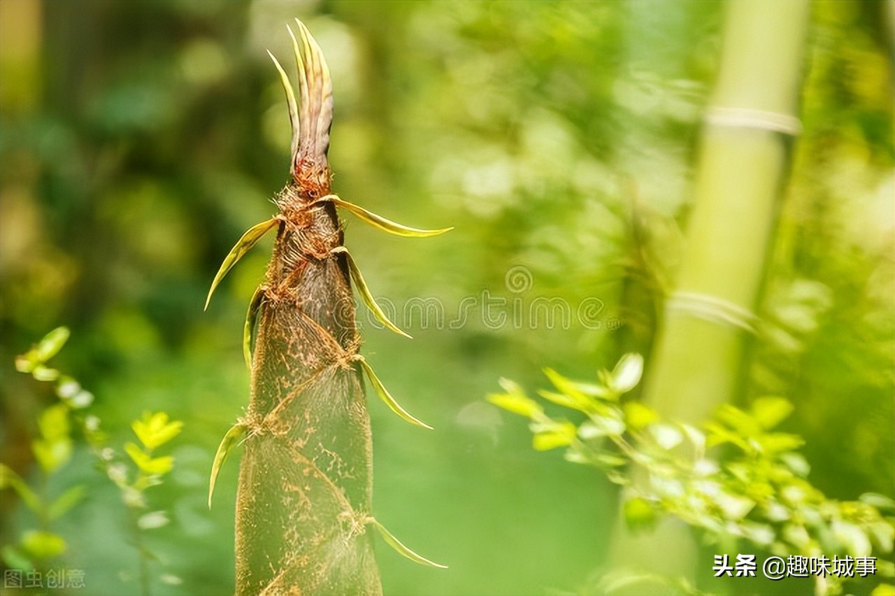 让人欲罢不能的美食竹笋,春天最好的美食竹笋