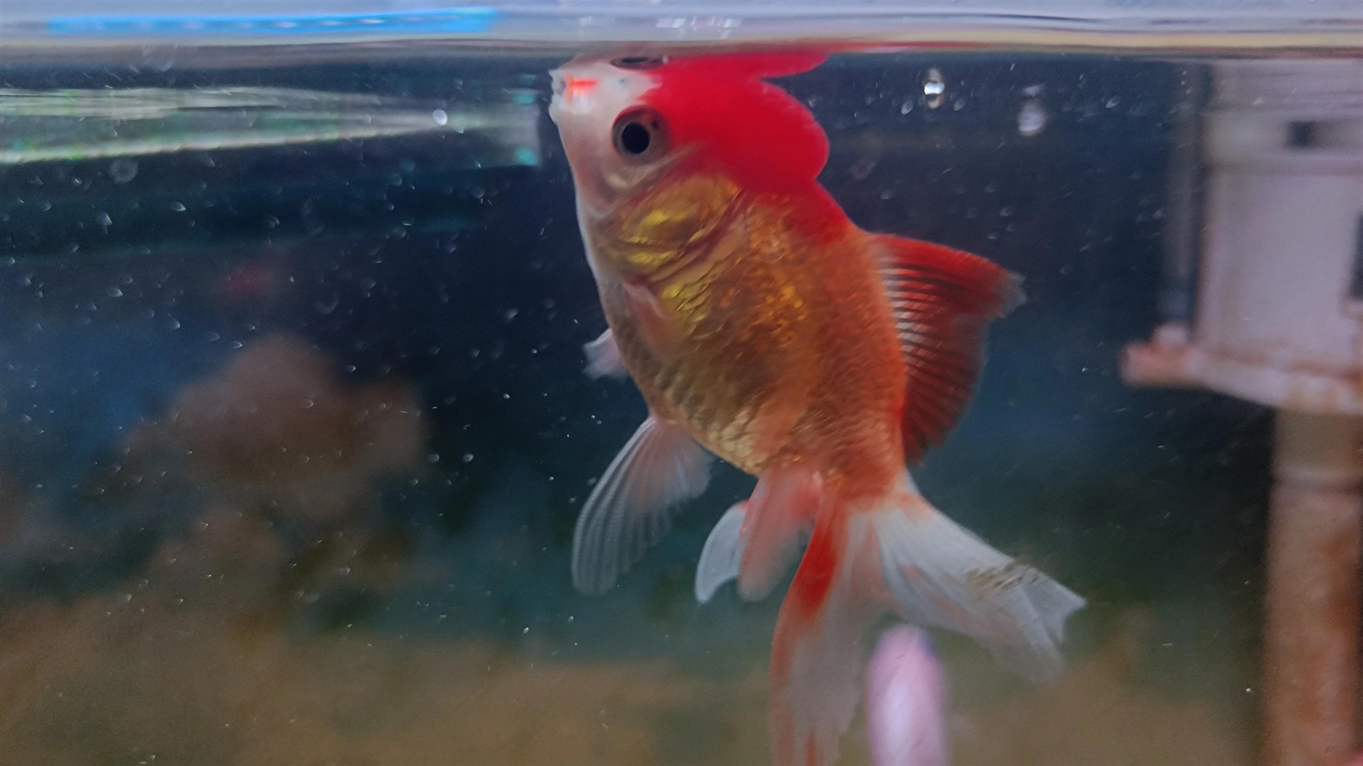 闽江溪流鱼缸,溪流缸自制鱼缸全部过程