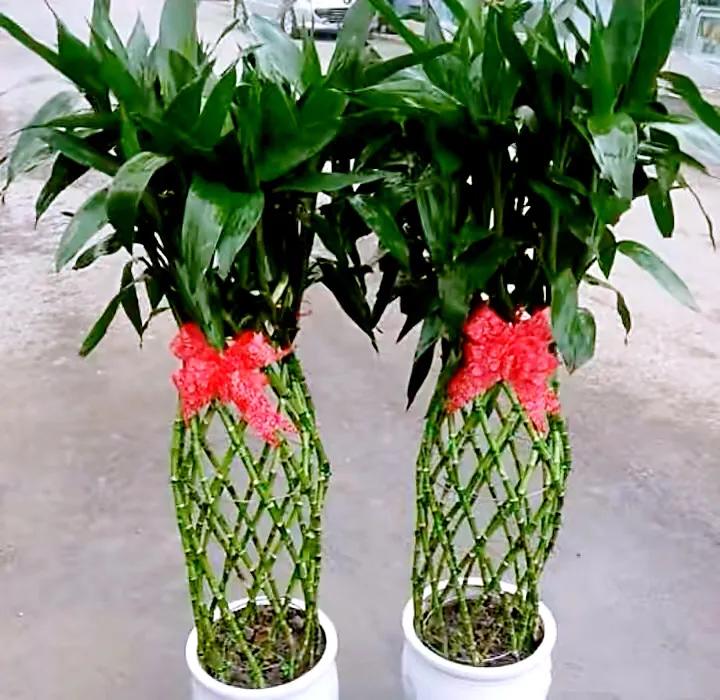 富贵竹茎叶青翠,大竹叶富贵竹