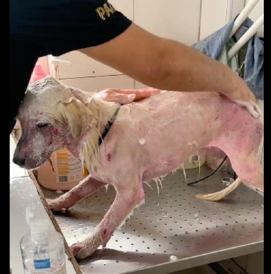 狗狗多次被弃养自卑,狗狗被领养后又接了回去