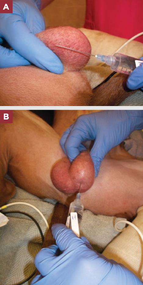 小动物的手术麻醉,小动物注射麻醉常用药