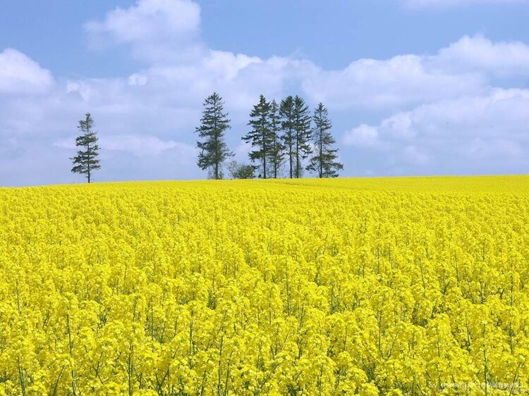 诗词技法36例,诗词入门基本知识大全