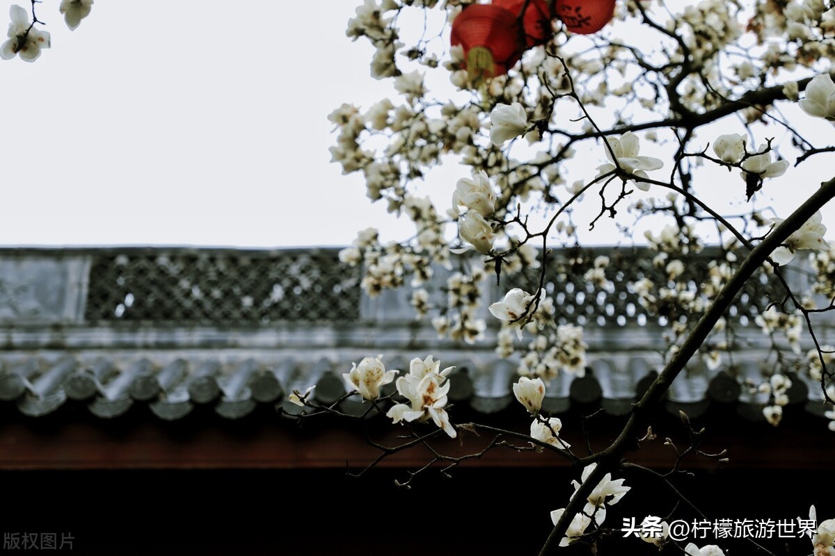 杭州郊外踏春,踏春杭州