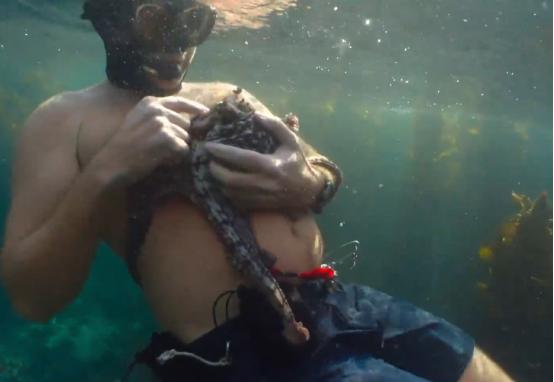 这个男人太大胆，因为夫妻不和谐，转身就爱上了一条章鱼！纪录片