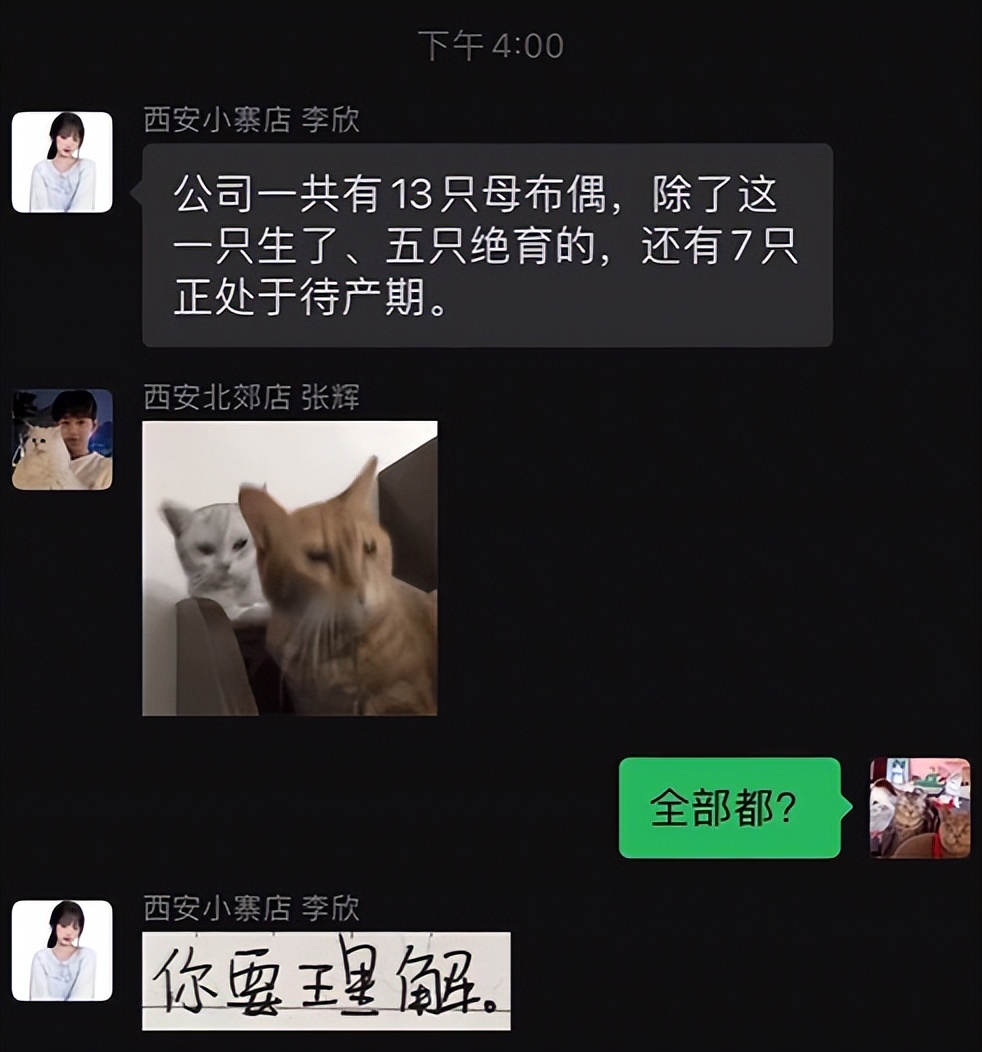 网友养了70只布偶猫,有人家里养了110只布偶猫