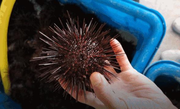 深圳三门岛旅游攻略路线,广东深圳三门岛旅游