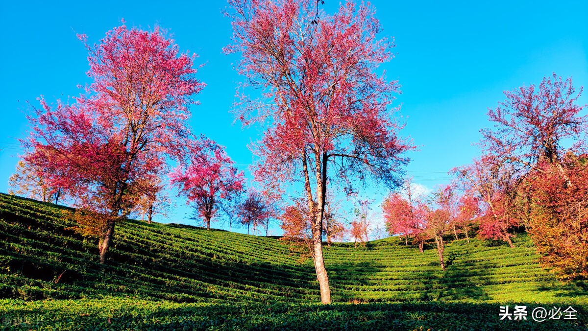 樱花公园的樱花是什么品种,观赏性樱花有哪些