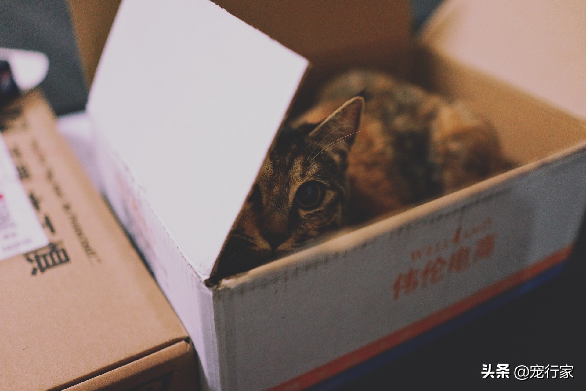 为什么猫咪喜欢啃玩偶,为啥猫咪喜欢咬纸箱