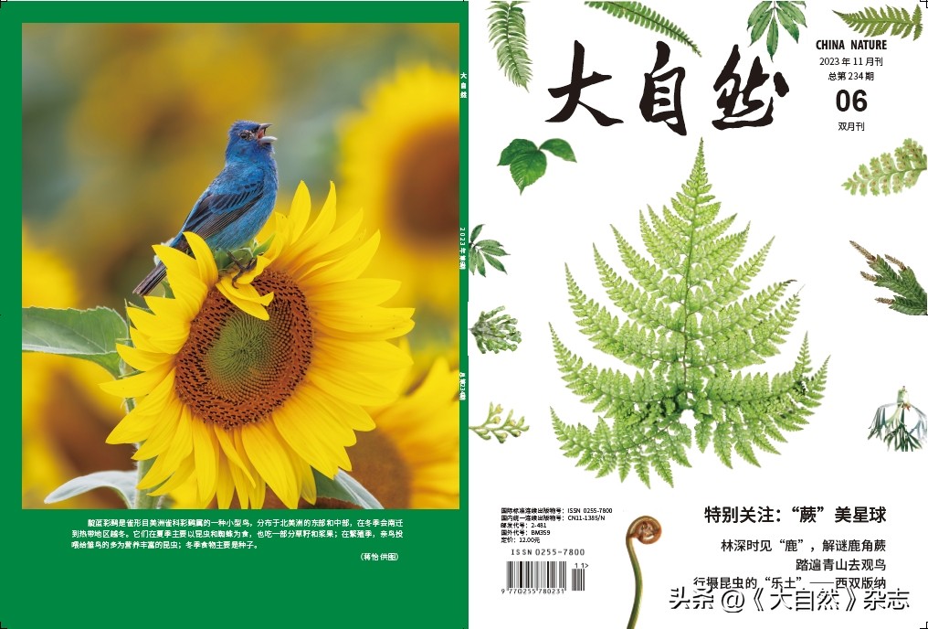 林深时见“鹿”，解谜鹿角蕨