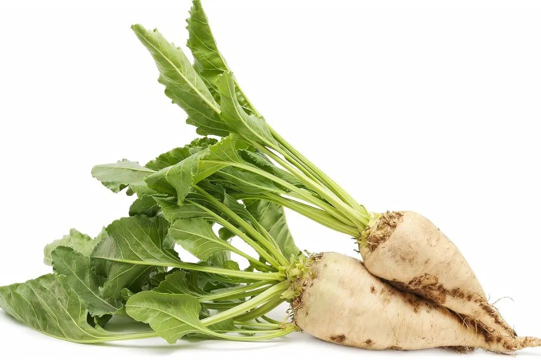 萝卜的这个小知识你知道了吗 (关于萝卜的百科知识有哪些)