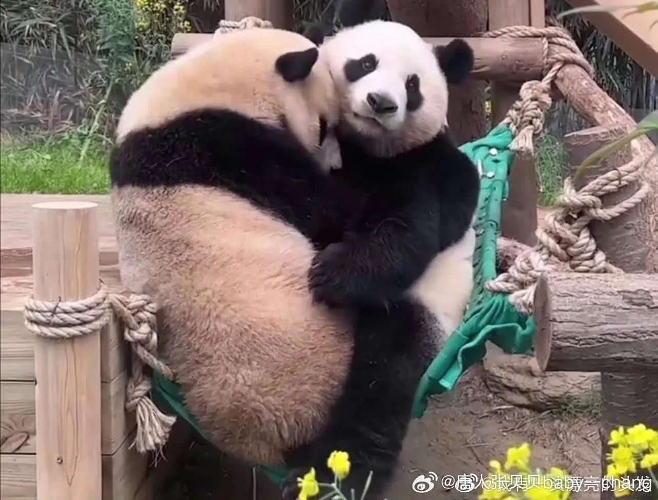 熊猫的母性有多强，那些在幸福和痛苦双重煎熬下的熊猫妈妈们