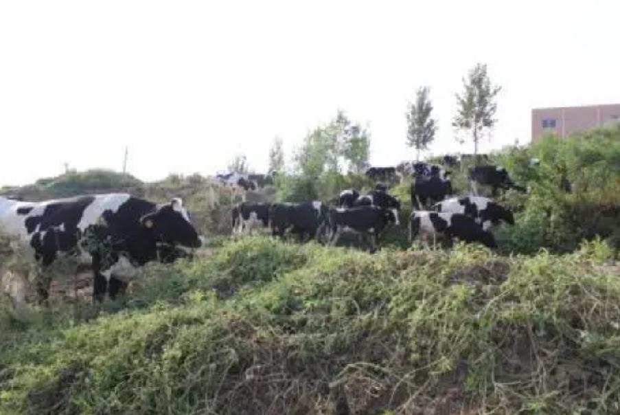 日本人在山东租了1500亩地,日本人在山东租一千五百亩地干啥