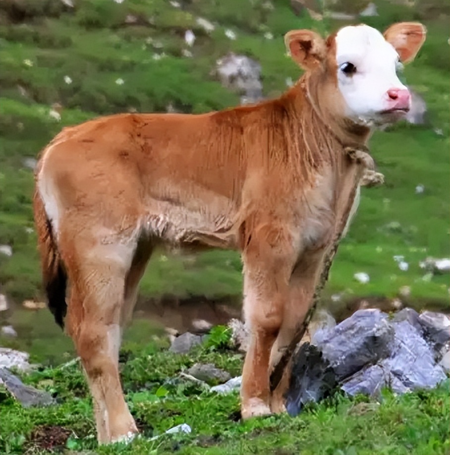 牛吃青草拉稀是怎么回事,牛吃嫩草拉稀怎么解决