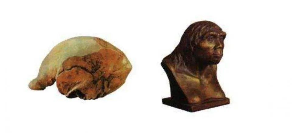 失踪78年的北京人头盖骨就藏在日坛树林里？