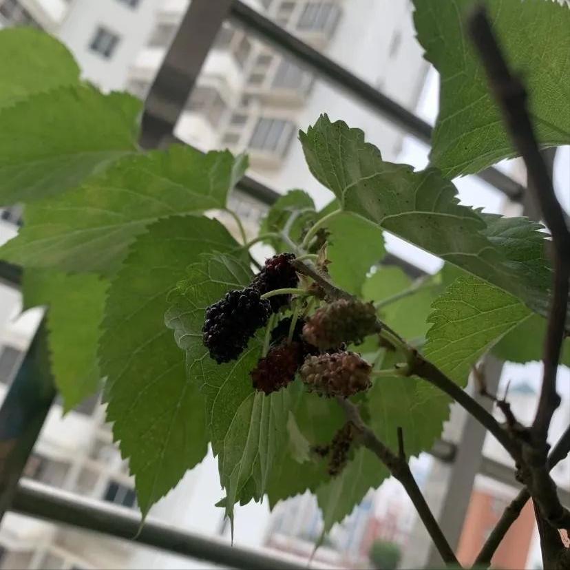 阳台适合种的果树蔬菜,阳台可以种植什么小果树