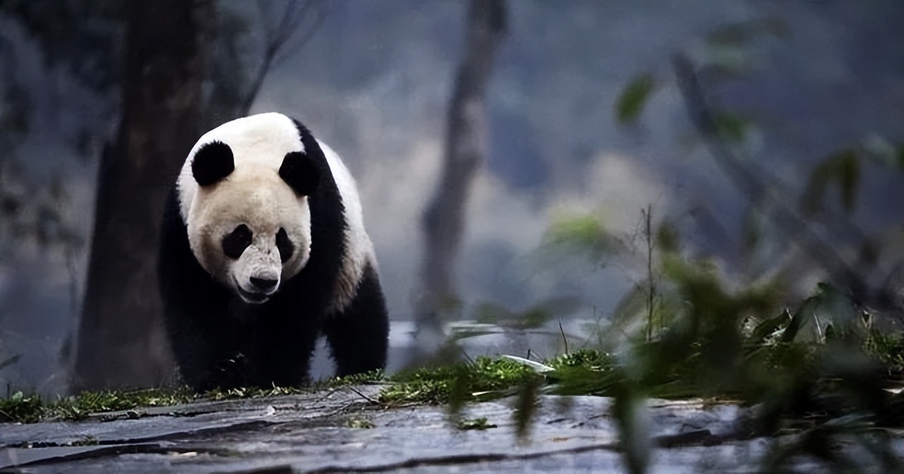 四川旅游导游推荐,四川成都自由行怎么找当地的导游