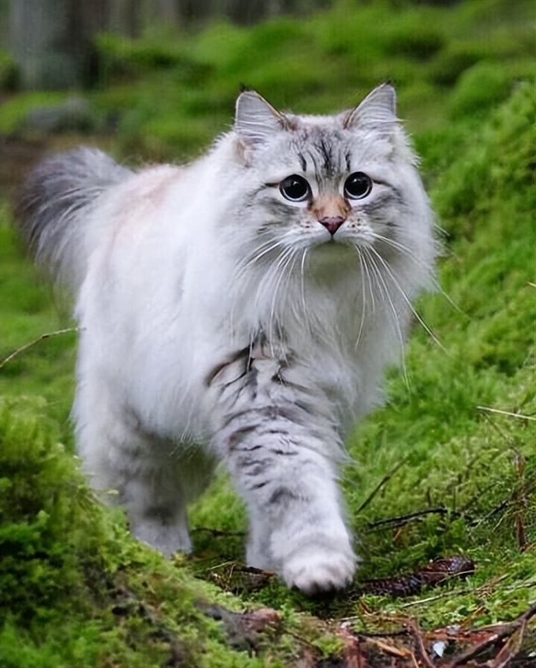 西伯利亚森林猫和挪威猫的区别,俄罗斯猫西伯利亚猫