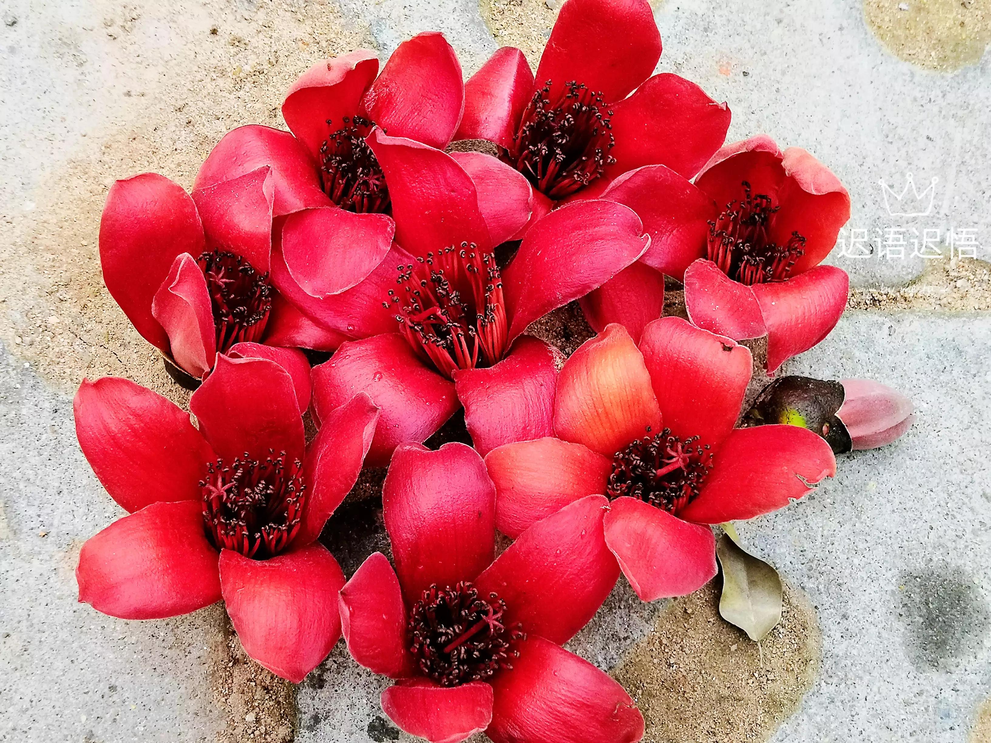 新鲜木棉花食用方法,木棉花的食用方法泡茶