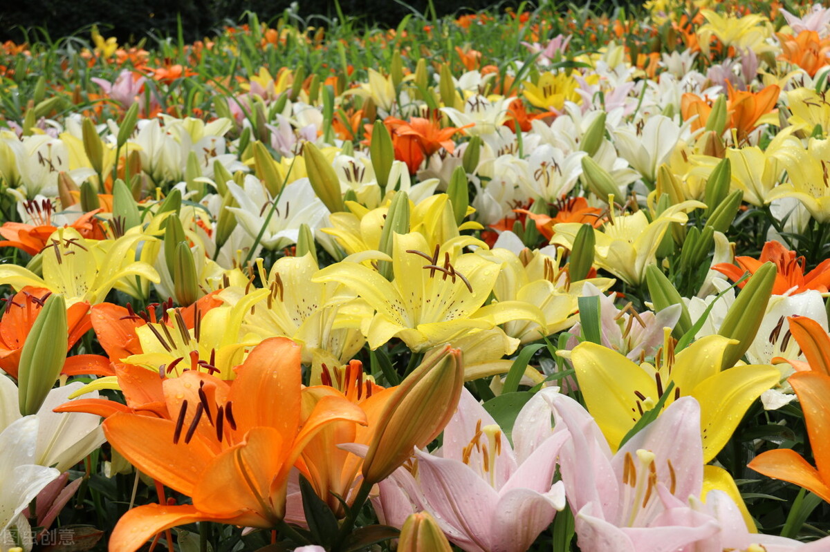 中国古典十大花卉,中国传统十大花卉有哪些