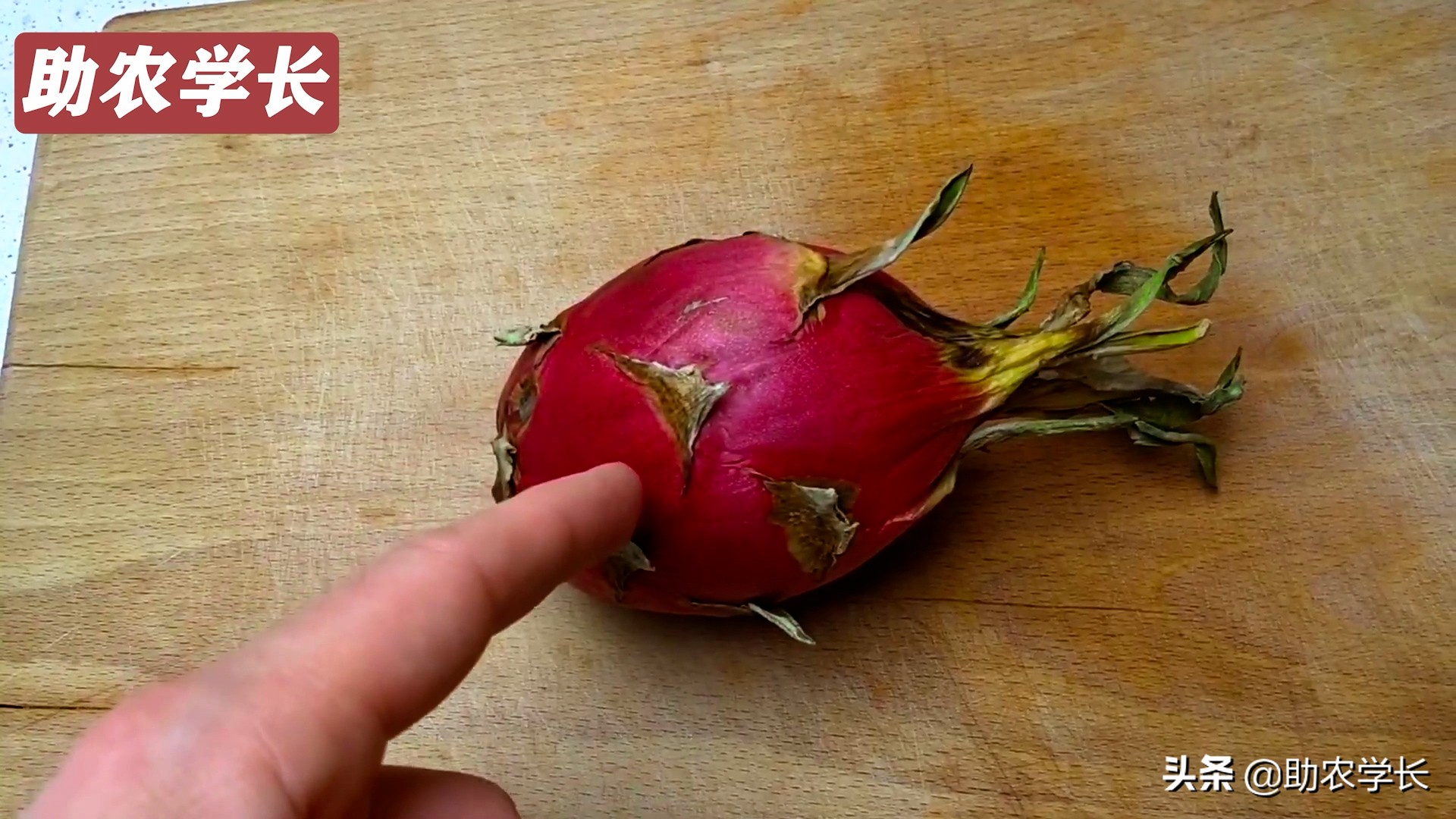 火龙果种子种植到结果的技术方法,如何培育火龙果又大又甜