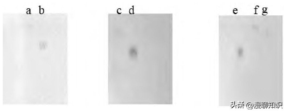 红豆杉的哪些细胞合成紫杉醇,红豆杉中控制紫杉醇形成的结构