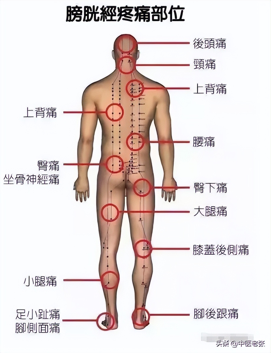 五脏六腑疼痛区高清图对照,人体五脏六腑疼痛区