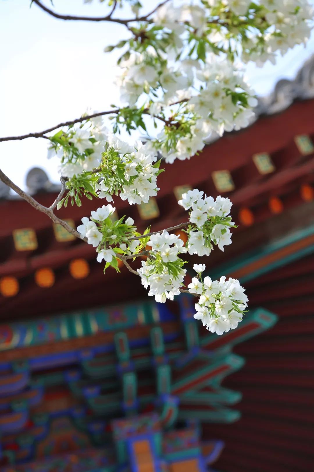 春日来信,春日来信与美好不期而遇