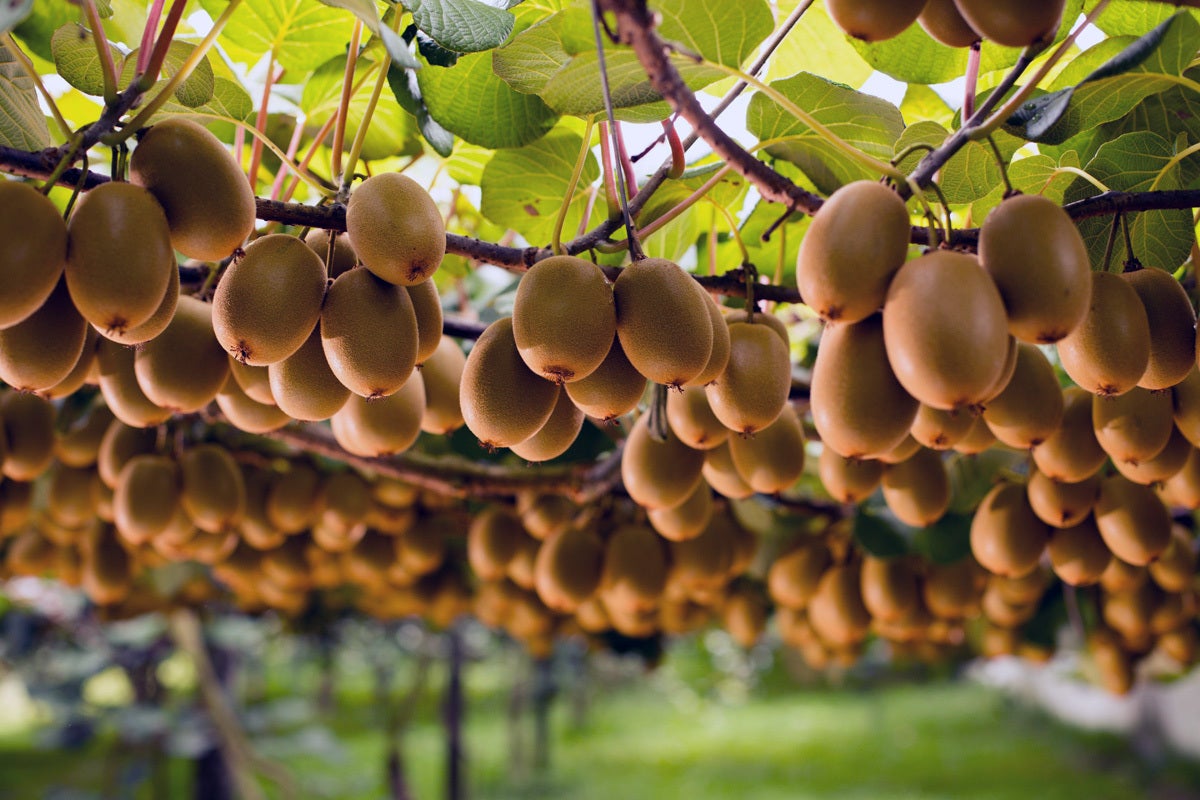 同样是冷战,为什么苏联和美国吃的东西有这么大区别?这就是答案