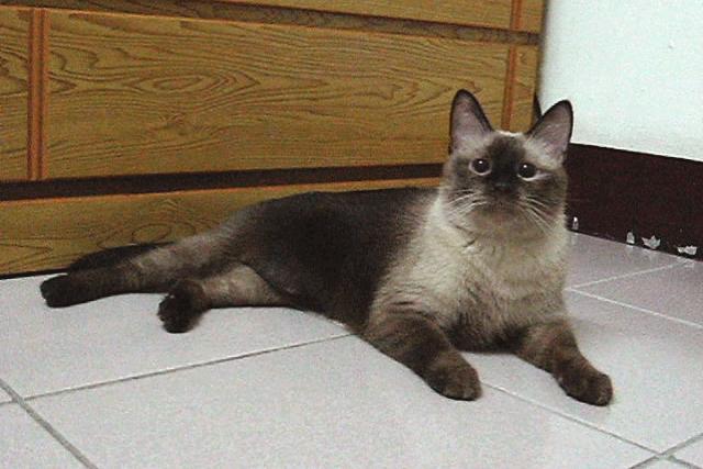 暹罗猫便便臭正常吗,暹罗猫臭