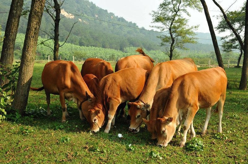 母牛一般在什么季节发情？母牛发情时会有哪些症状？看完就知道了