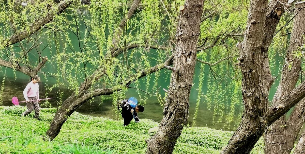 风吹杨柳万千条选段,风吹杨柳万千条指什么生肖