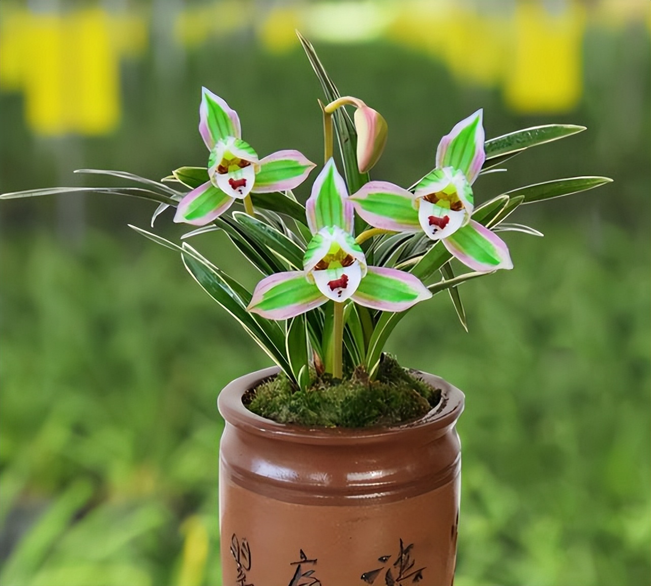 只认识兰叶带丝或者带金边的兰花,叶片细长带金边的兰花是什么兰