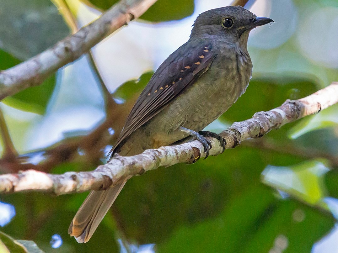 男子户外遇怪鸟受伤全身雪白带灰,湖北一男子回家途中看见一只怪鸟