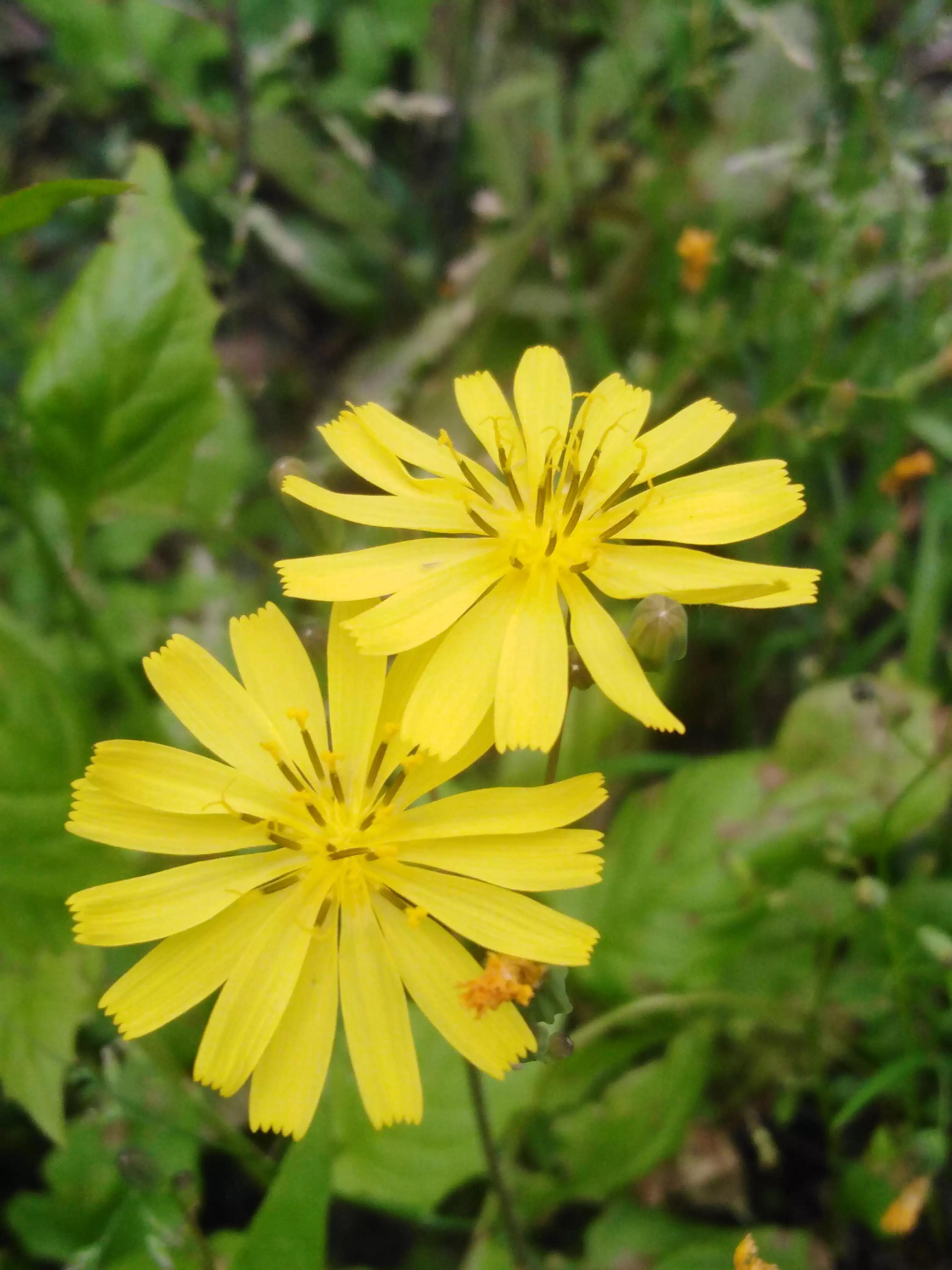 怕狗的人想养狗怎么办,当害怕狗的我遇到狗该怎么办