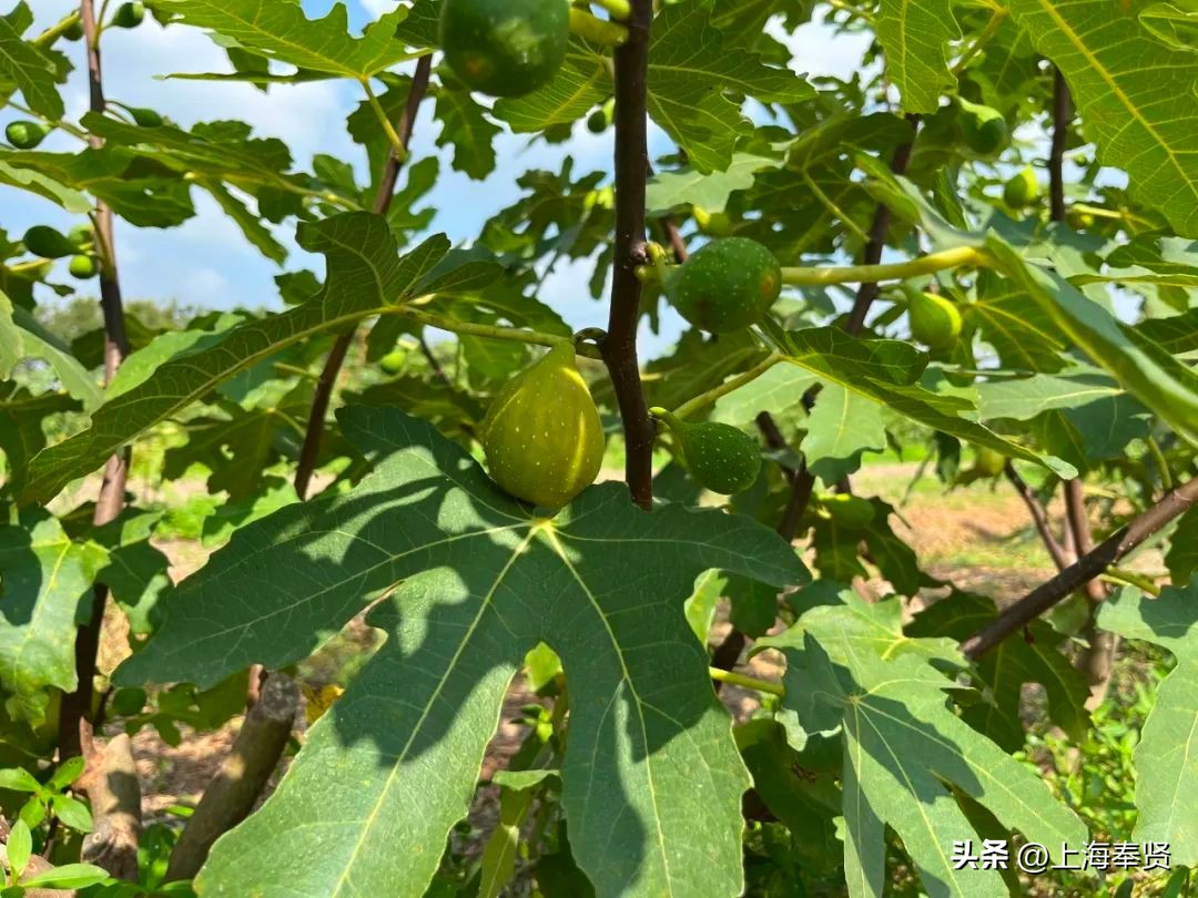 糖包子无花果新疆,糖包子无花果品种