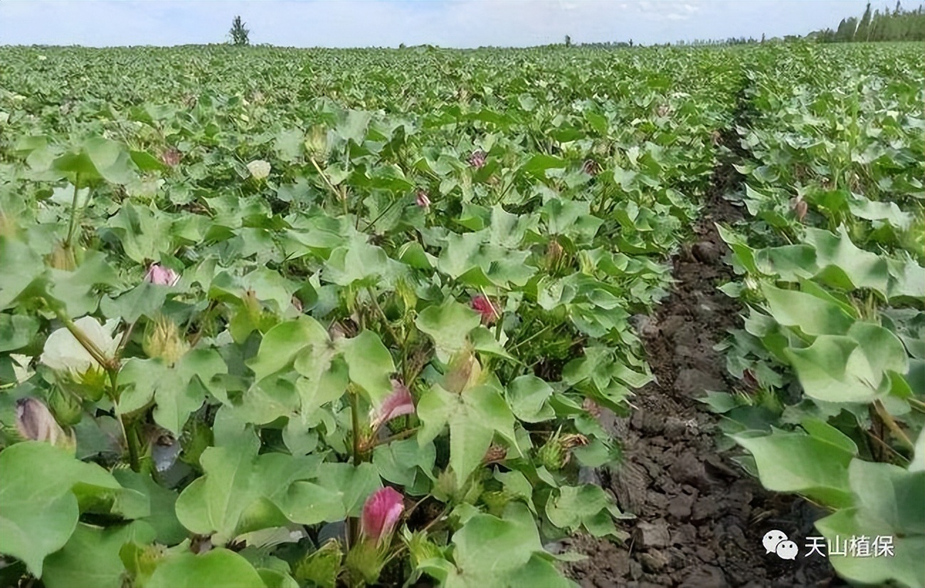棉田记事：棉花不是花，但它比鲜花更美