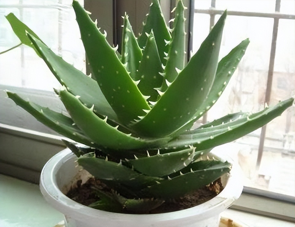 助睡眠的植物有哪些,能促睡眠的植物