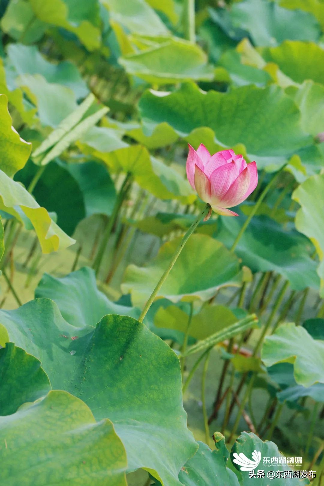 荷花开了夏天到了,荷花开了夏天又来了